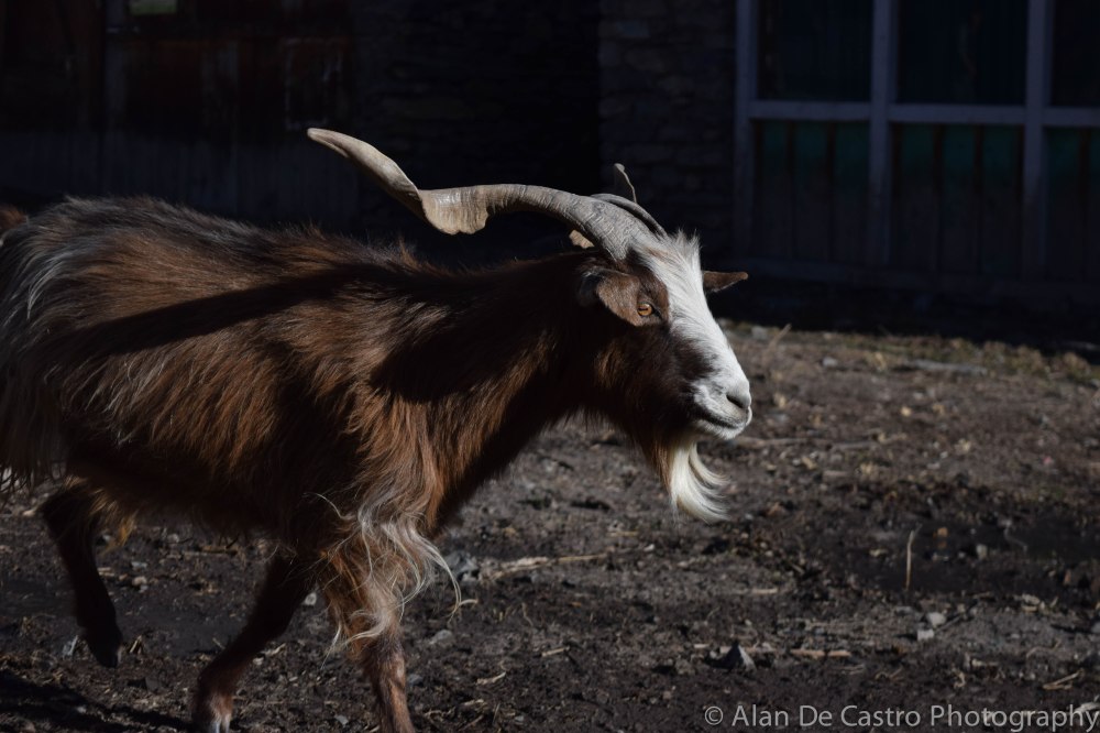 Manang, Nepal Mountain Goat