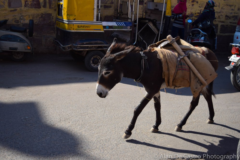Pushkar, India Donkey