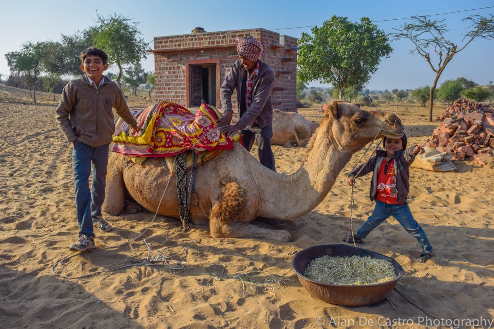 Thar Desert, Osian, Rajasthan Camel Outfitter