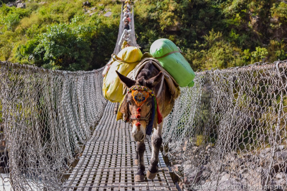  Circuit Trek, Annapurna, Nepal 
