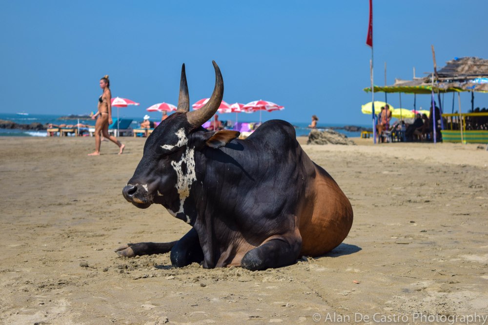 Vagator Beach Goa, India Holy Cow