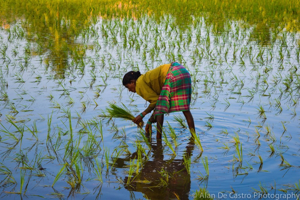 Karnataka, India Hampi Rice Paddy Farm Worker 