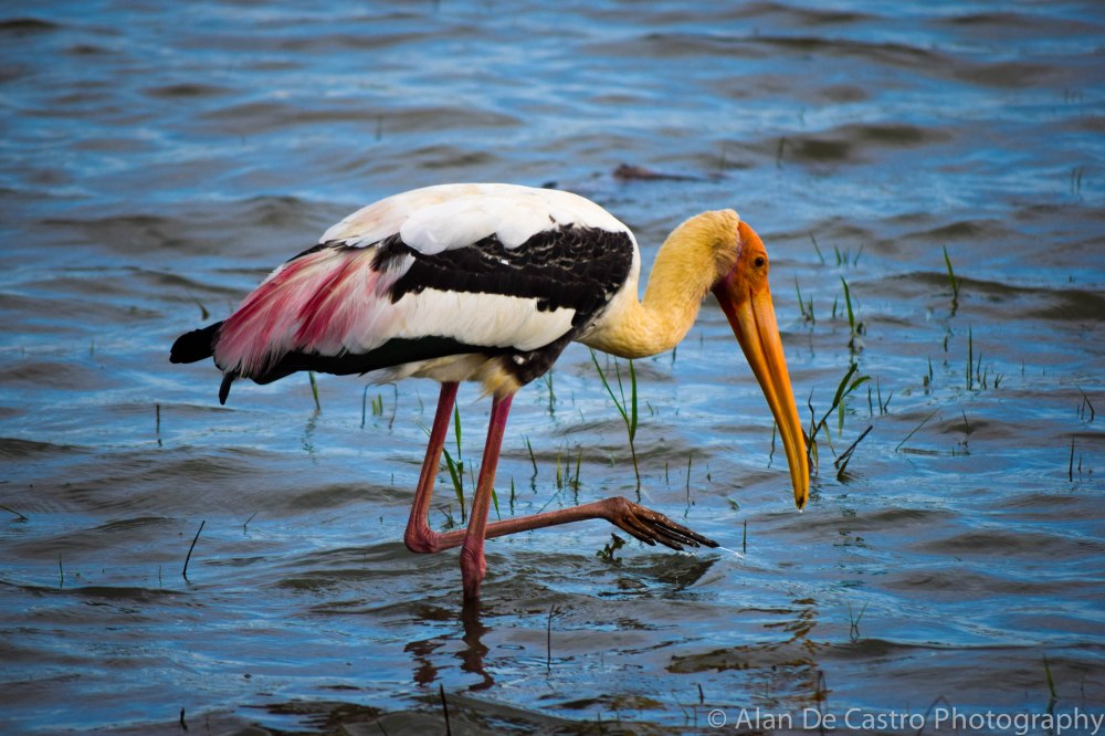 Udawalawe National Park Udawalawe, Sri Lanka Painted Stork