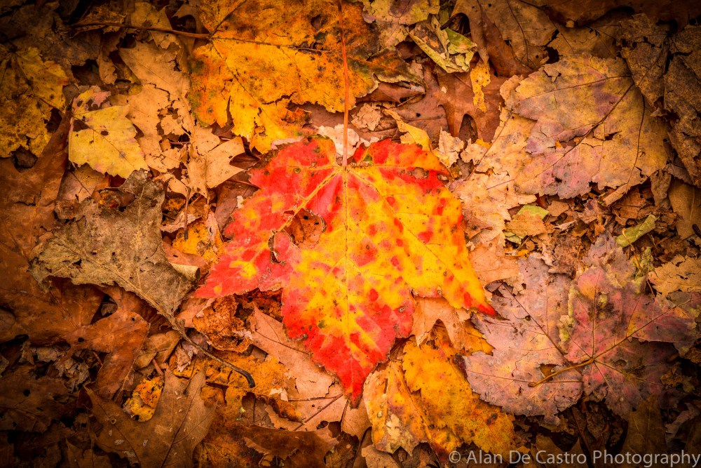 Fallen Leaf Nellysford, VA