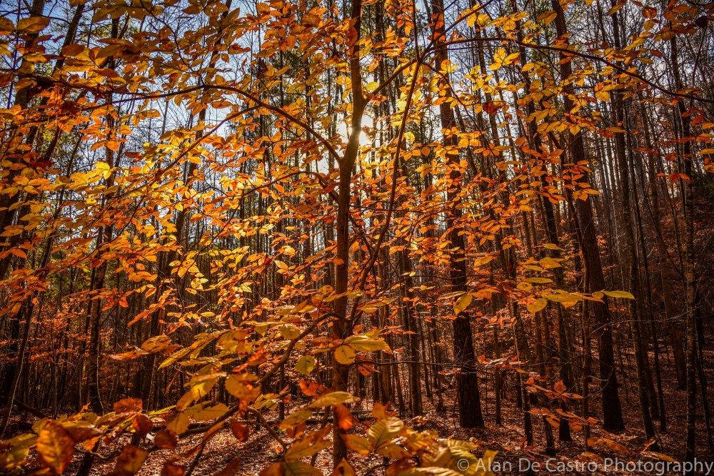 Creek Tree Rainbow Ridge, VA