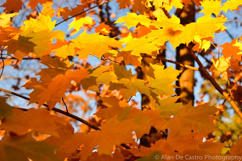Rainbow Ridge Nelson County, VA