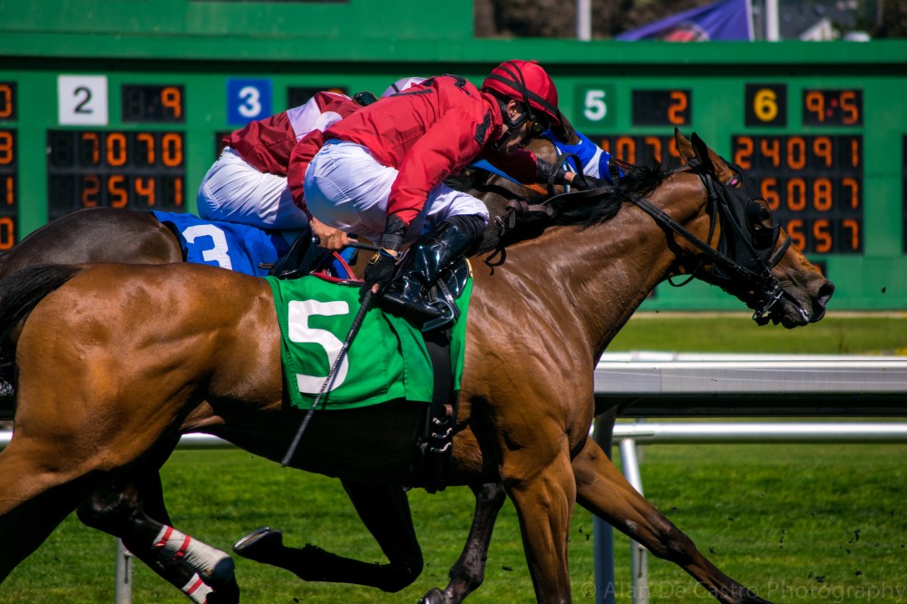 Neck and Neck Golden Gate Fields Berkeley, California
