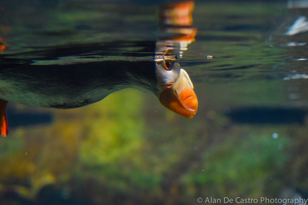 Monterey Bay Aquarium, CA Tufted Puffin
