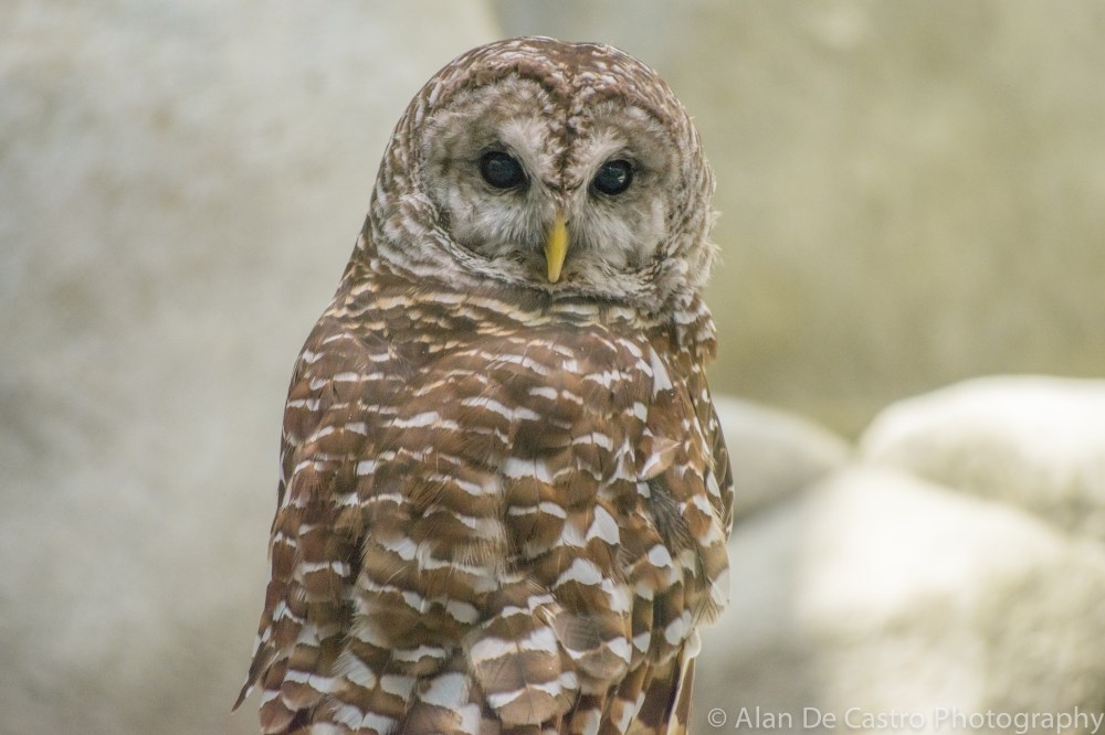 Lindsay Museum, CA Barred Owl