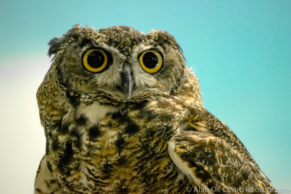 Lindsay Museum,  CA Great Horned Owl