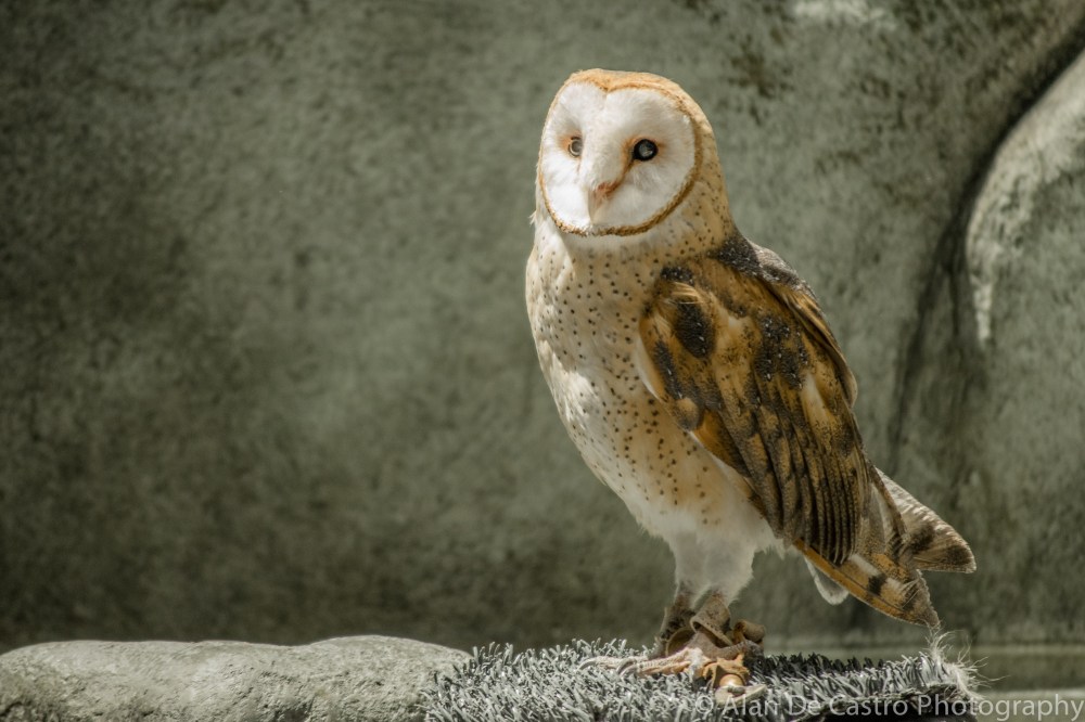 Lindsay Museum, CA Barn Owl