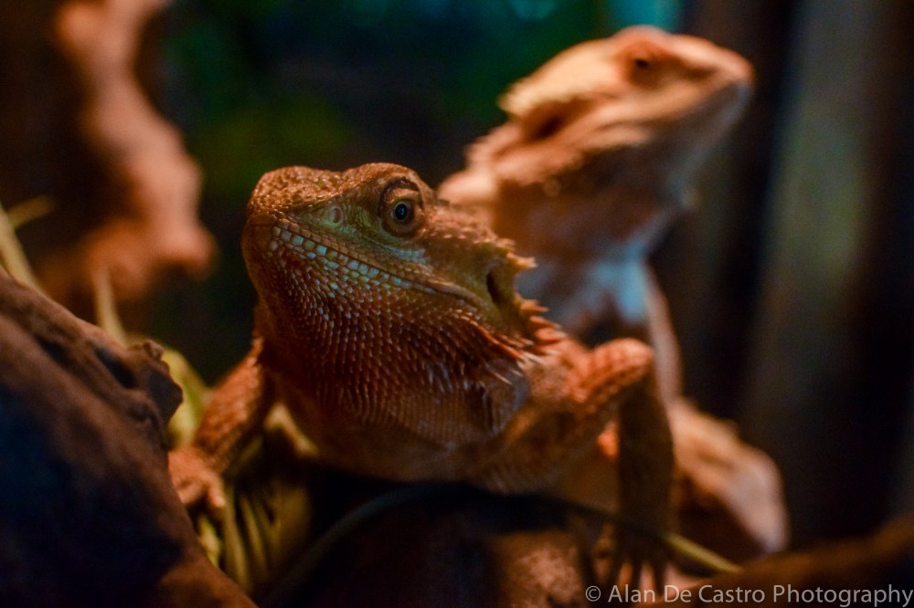 Alameda County Fair, CA Bearded Dragon